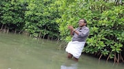Keeping alive a mangrove conservationist’s legacy to protect Kerala coast