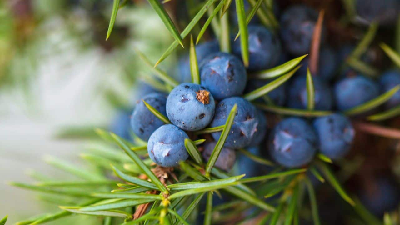 Desire for Dummies | All things gin