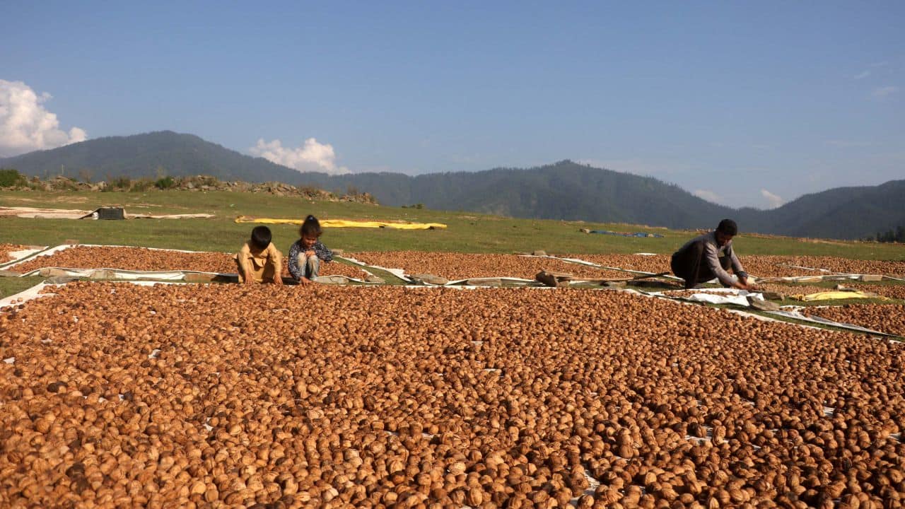 India's walnut exports have been shrinking; they came down from 3,292 metric tonnes valued at Rs 117.92 crore in 2015-16 to 1069.75 metric tonnes worth Rs 29.75 crore in 2020-21. (Photo: Irfan Amin Malik)