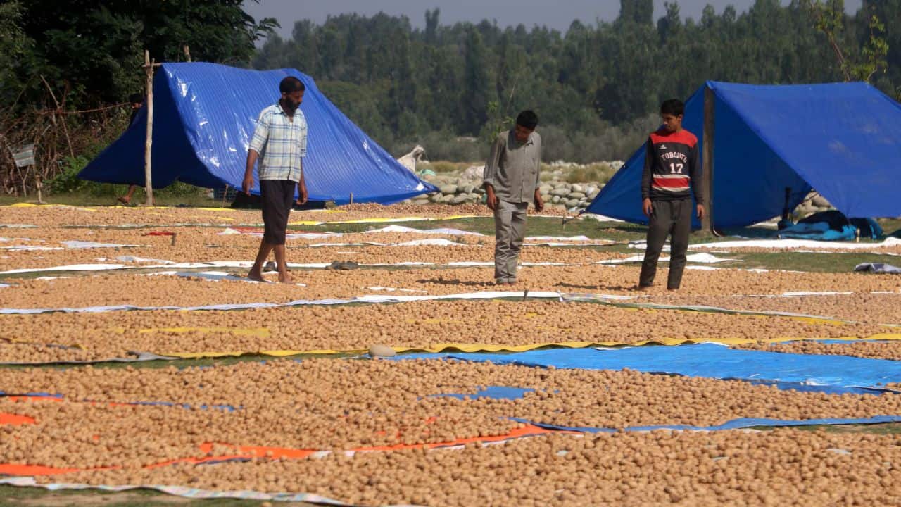 Over 7 lakh families depend directly or indirectly on the walnut trade in Kashmir. (Photo: Irfan Amin Malik)