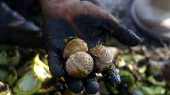 Kashmiri walnuts are harvested in autumn. (Photo: Irfan Amin Malik)