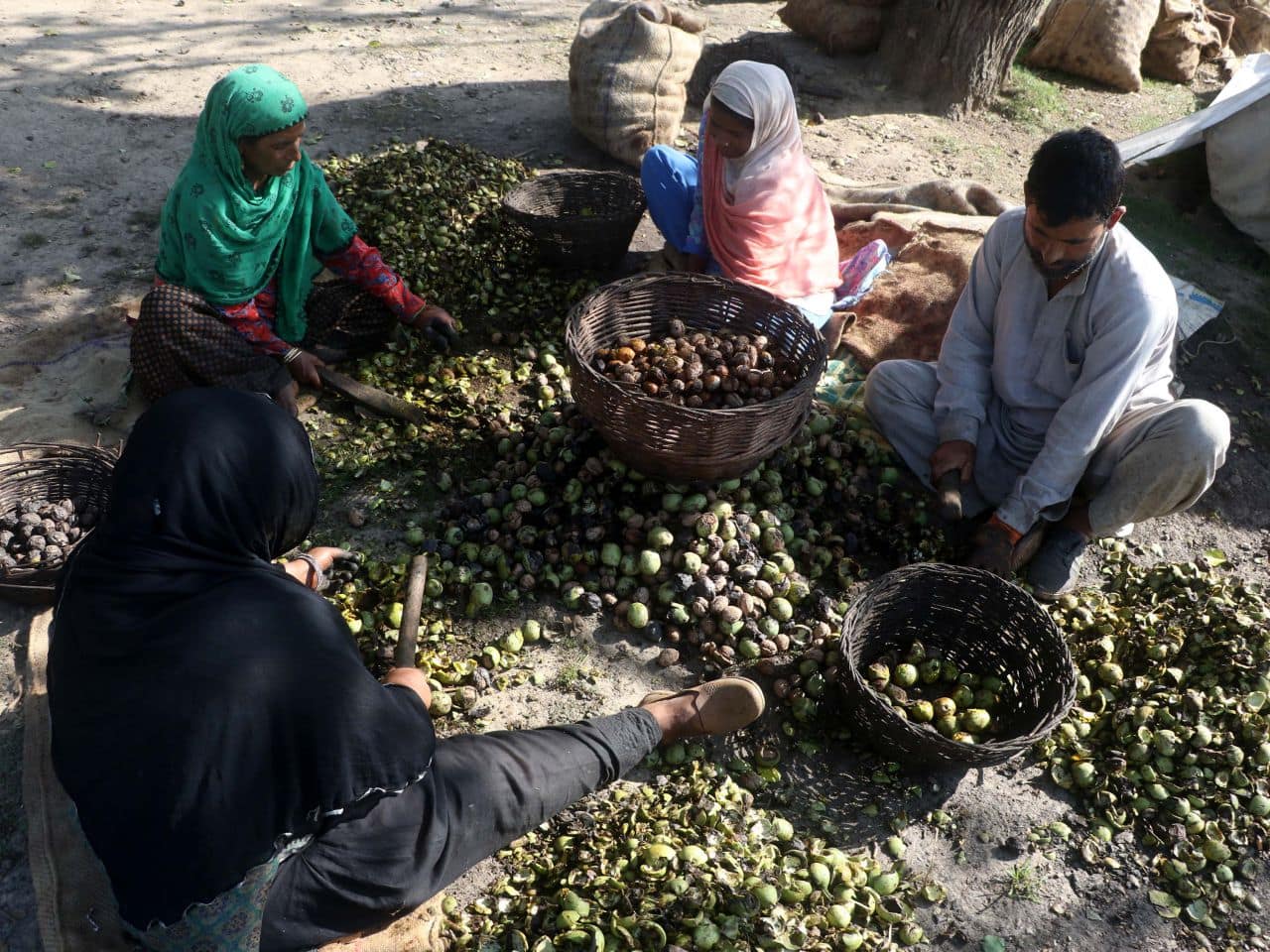 Growers harvesting and sorting walnuts near Srinagar. Once China started producing walnuts, exports of Kashmiri walnuts plummeted - forcing many processing units to close down. (Photo: Irfan Amin Malik)