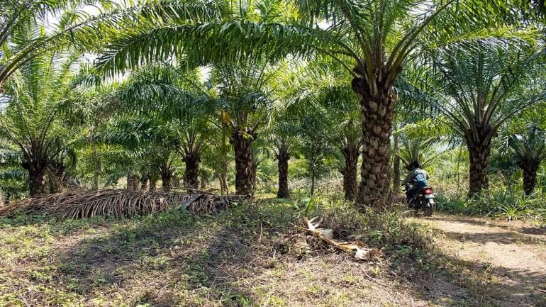 Mizoram’s balancing act with palm oil’s ecological impact and economic ...