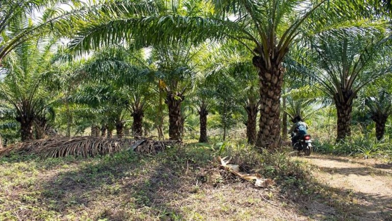Mizoram’s balancing act with palm oil’s ecological impact and economic benefits