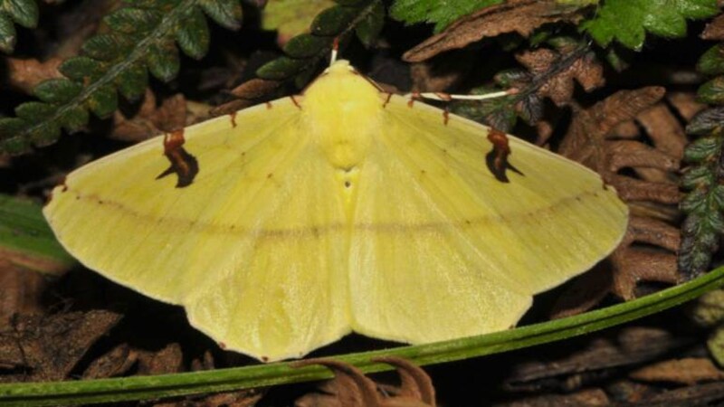 Moth biodiversity assessment finds nearly 500 moth species in Tale Wildlife Sanctuary Moth biodiversity assessment finds nearly 500 moth species in Tale Wildlife Sanctuary