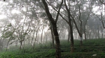Rubber Plantation