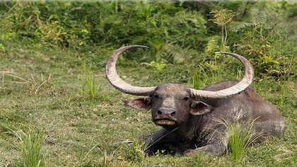 Assam’s wild water buffalo is treading troubled waters
