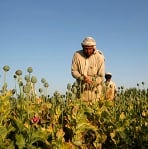 Afghan men work on a poppy field in Jalalabad