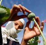 A boy works at a poppy field in Jalalabad province