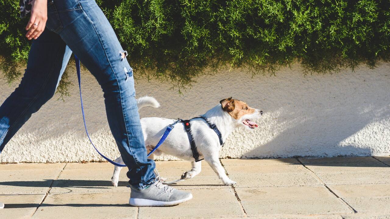 6 | Dog walker | If you are an animal lover, this could be the best and fun job for you. Spend time with animals, play with them, take care of them and earn easy cash. (Image: Shutterstock)