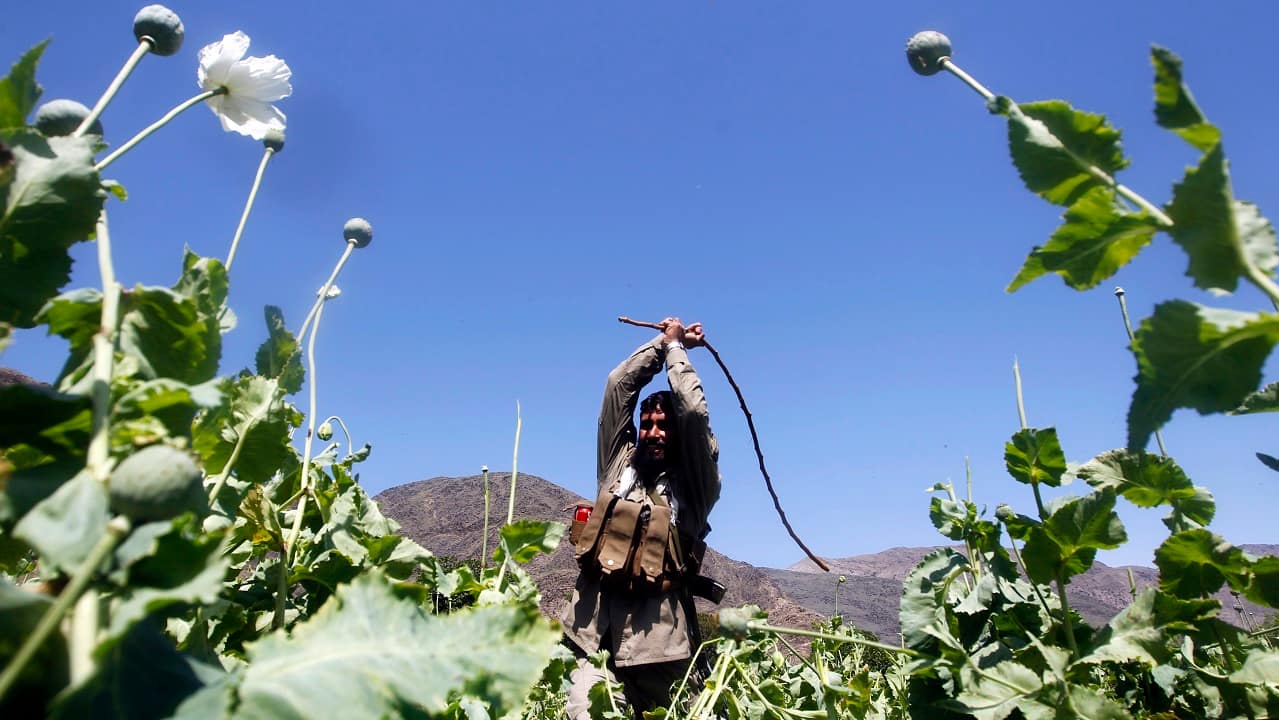 An Afghan policeman destroys poppies during a campaign against narcotics in Kunar province, April 29, 2014. (Image: Reuters/Parwiz)