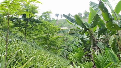 Sweet pineapples and a variety of trees nurture each other in this patchwork plantation