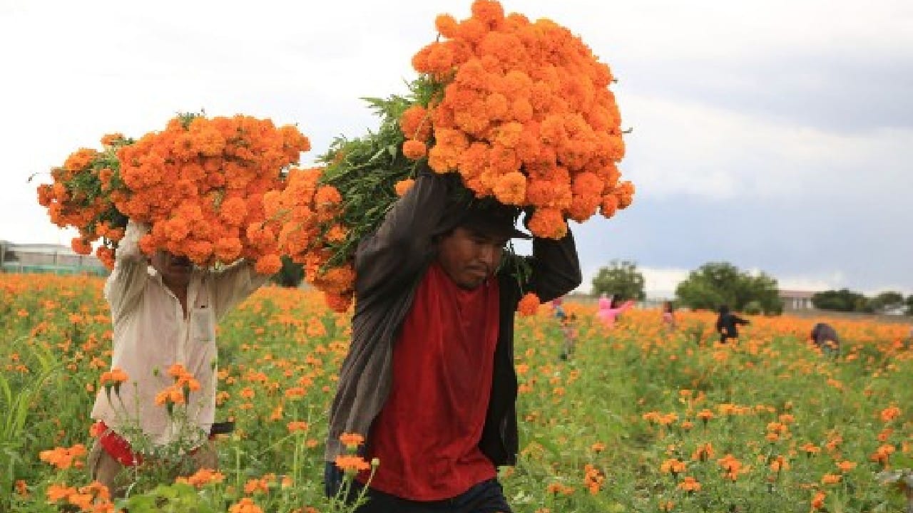 Mexican farmers cut cempasuchil flowers ahead of Day of the Dead