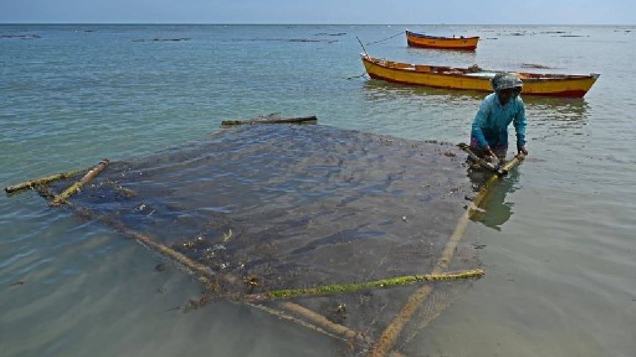 Popular in East and South East Asian cuisine, seaweed is also used in medicine, cosmetics, bio-fertiliser and bio-fuel. &quot;Seaweed has major use as a crop bio-stimulant for increasing productivity and making the crop more resilient to climate induced stresses. It's also used as a major ingredient in meat and food processing,” Abhiram Seth, managing director of AquAgri, told AFP. And while it has not been traditionally popular in India, in July the government announced some $85 million in subsidies for seaweed farming initiatives over the next five years. (Image: AFP)