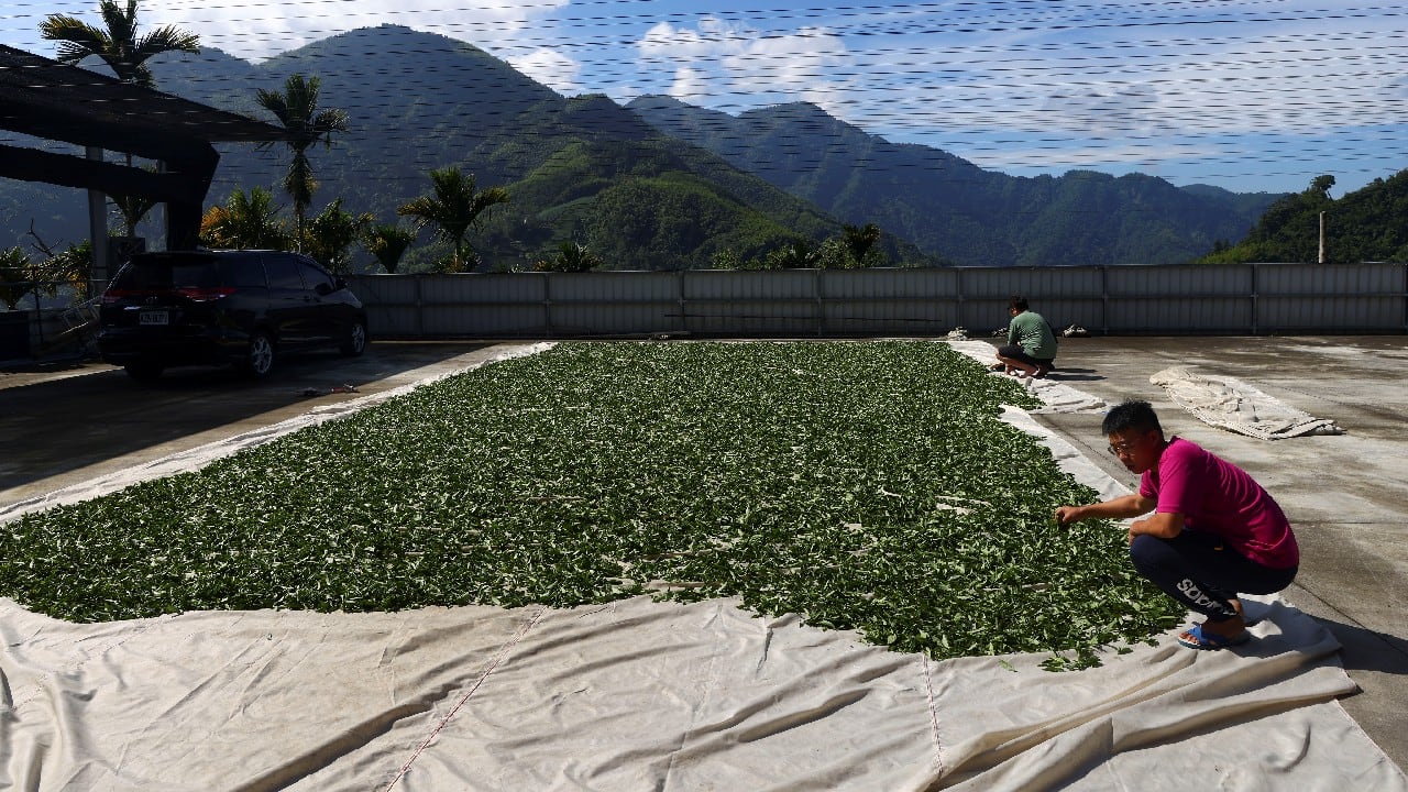 Lin is working to educate farmers about the pests that proliferate with climate change, and how to identify and manage them. Her boss, senior agronomist Tsai Hsien-tsung, said they began monitoring weather changes in the tea country four years ago and have already seen the crop's flavour alter with the seasons. "Temperatures are going up, rainfall is going down. There is less moisture in the air," he said. "Tea is very sensitive." (Image: Reuters) Lin is working to educate farmers about the pests that proliferate with climate change, and how to identify and manage them. Her boss, senior agronomist Tsai Hsien-tsung, said they began monitoring weather changes in the tea country four years ago and have already seen the crop's flavour alter with the seasons. "Temperatures are going up, rainfall is going down. There is less moisture in the air," he said. "Tea is very sensitive." (Image: Reuters)