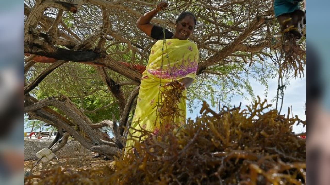 Conscious of these risks, Murgesan and the other farmers work for only 12 days a month and don't harvest during the main fish breeding season, between April and June. (Image: AFP)