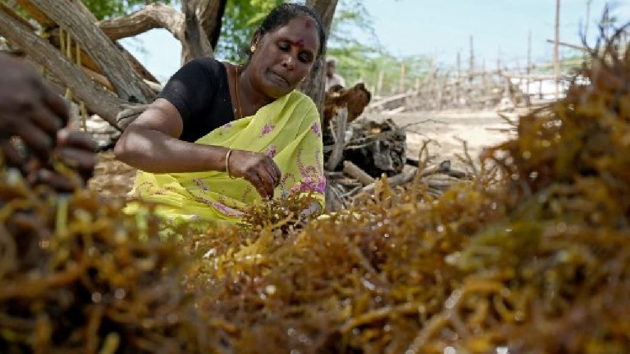 The dangers of getting hurt by the rocky sea bed or stung by jellyfish always lurk for the women, but they appeared undaunted, laughing and chatting away their worries. &quot;We face a lot of hazards but this work has given me and my family some dignity,&quot; she said, adding: &quot;Our living standards have improved and now others in my village also want to become seaweed farmers.&quot; (Image: AFP)