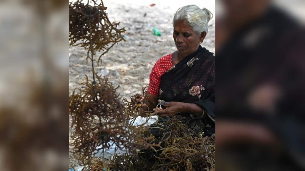 Seaweed farmer Vijaya Muthuraman, who never went to school, relies on traditional knowledge. &quot;We only grow as much as we need and in a way that doesn't harm or kill the fish,&quot; she said, sitting on the shore after the day's toil, the gentle surf rising and ebbing behind her. (Image: AFP)