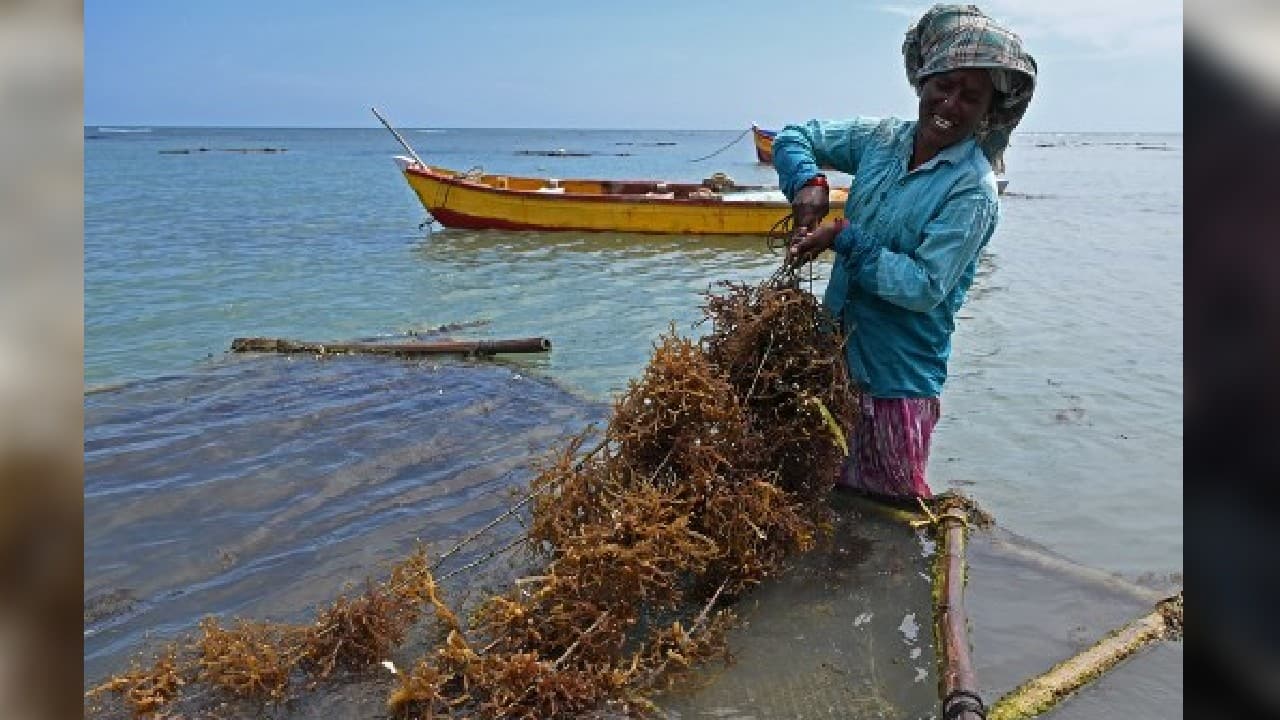 Seaweed does not require fertiliser, freshwater, or pesticides. Kelp, one of the most commonly farmed types, grows at a rate of 61cm (two feet) a day. They absorb an estimated 173 million metric tons of carbon each year -- the same annual emissions as New York State, according to a 2016 paper in Nature Geosciences. And a recent study by the University of California found that mixing red seaweed in animal feed could help reduce methane emissions. (Image: AFP)