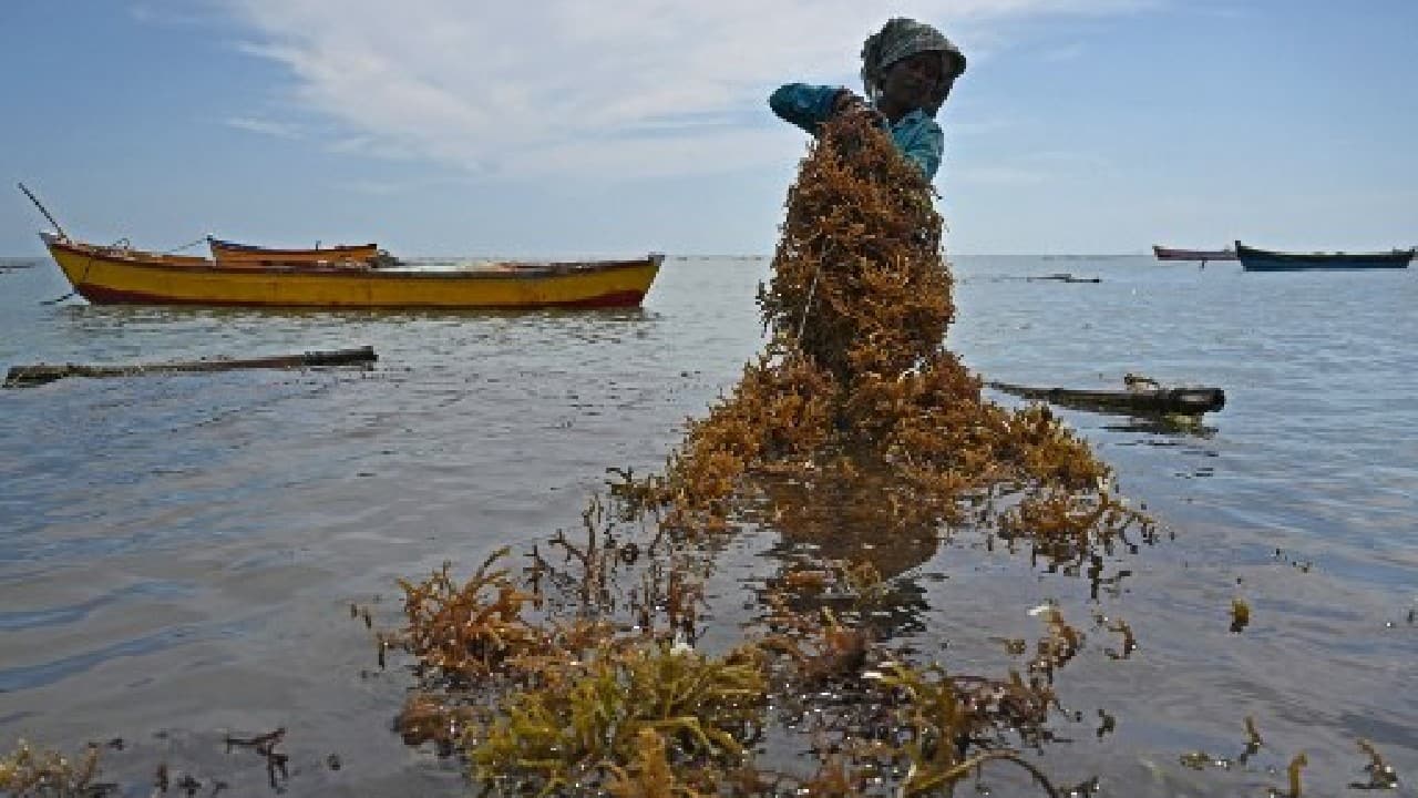 India is the world's third largest carbon polluter, behind China and the US, and has yet to set a target date for its emissions to reach net zero. But authorities are looking into how seaweed farming could help reduce the impact of greenhouse gas emissions, reverse ocean acidification and improve the marine environment, as well as providing a sustainable livelihood for marginalised coastal communities. (Image: AFP)
