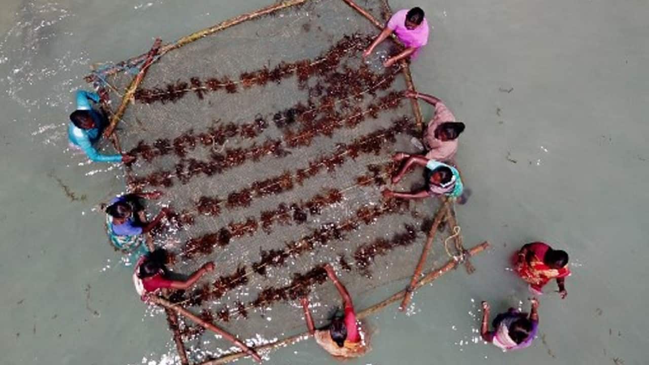 Murgesan is part of a team of women who work together to cultivate fronds of seaweed on bamboo rafts, before harvesting and drying them. The tropical waters of Tamil Nadu form an ideal environment -- with one raft yielding up to 200 kilos (440 pounds) in around 45 days. The product is then sent for sale in markets nationwide as well as the US and Australia through AquAgri, a private company that promotes algal cultivation in India. (Image: AFP)