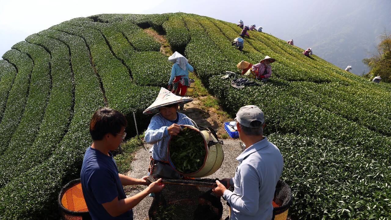 A once-in-a-century drought last year followed by torrential rain this year has decimated tea crops and left Taiwan's farmers scrambling to adapt to the extreme weather changes. (Image: Reuters) A once-in-a-century drought last year followed by torrential rain this year has decimated tea crops and left Taiwan's farmers scrambling to adapt to the extreme weather changes. (Image: Reuters)