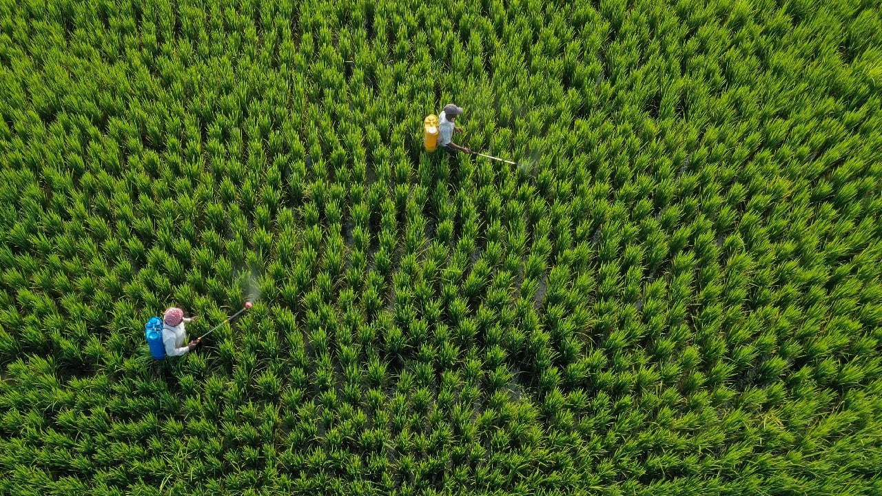 In this photo taken using a drone, farmers spray pesticide at a paddy field in Chandauli district, Uttar Pradesh state, India, September 30. (Image: AP)