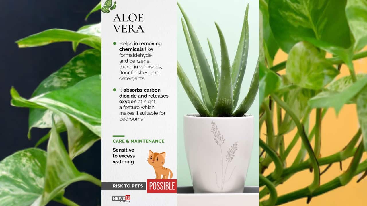 Aloe Vera | Helps in removing chemicals like formaldehyde and benzene, found in varnishes, floor finishes, and detergents. (Image: News18 Creative)