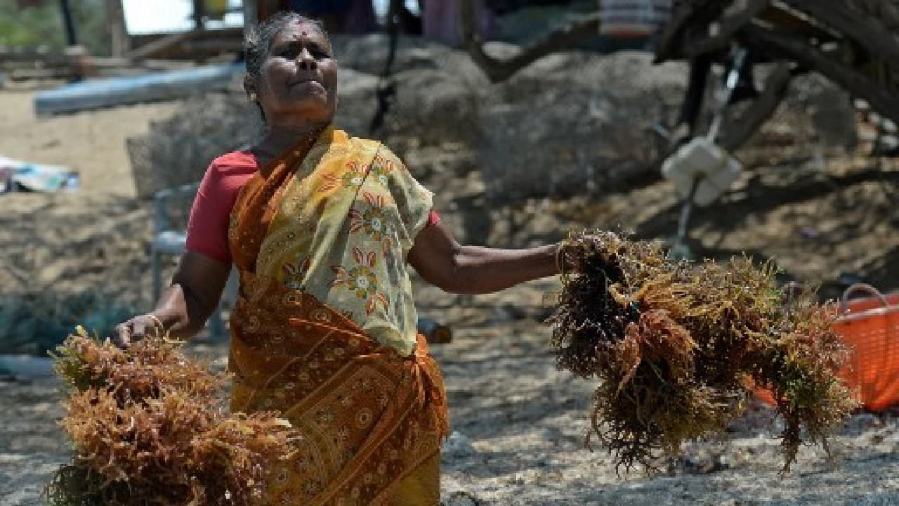 &quot;We now have sound evidence that seaweed in cattle diet is effective at reducing greenhouse gases and that the efficacy does not diminish over time,&quot; Ermias Kebreab, director of the World Food Center, said in the research. (Image: AFP)