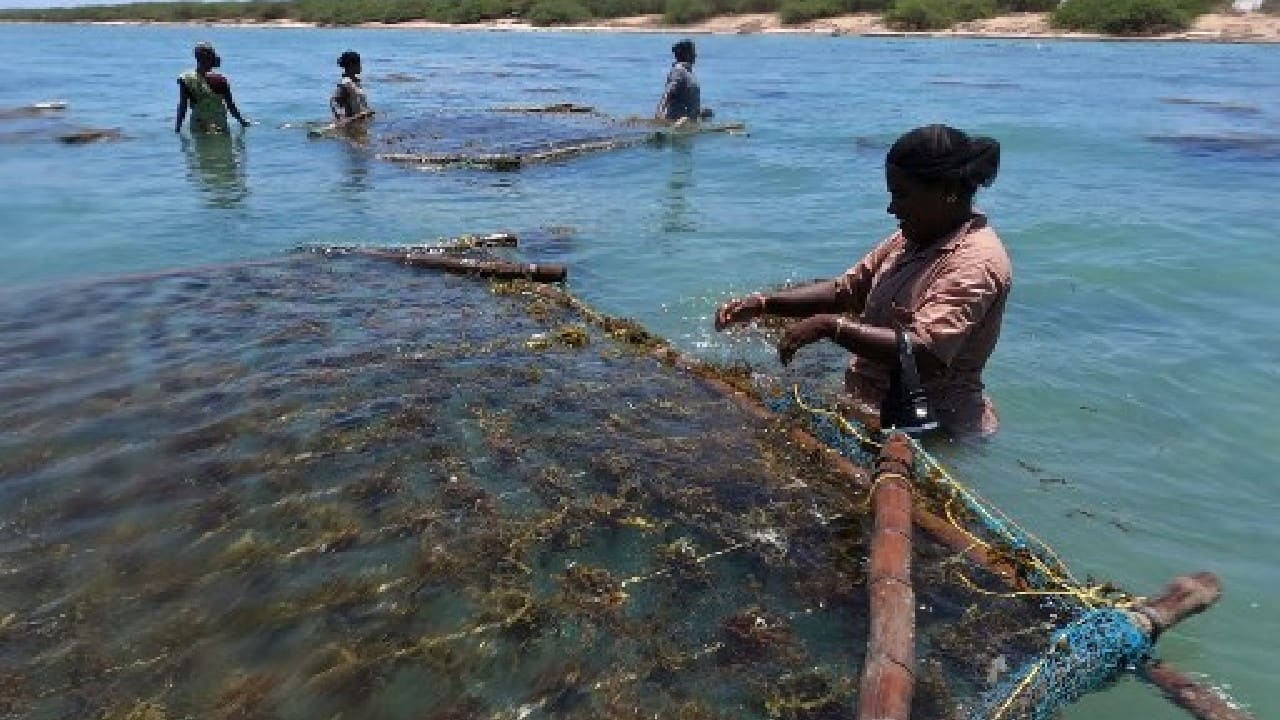 India, which has an 8,000-kilometre (5,000-mile) coastline, is now aiming to boost production from the current 30,000 tons to more than one million tons each year by 2025. Globally, seaweed production was worth around $12 billion in 2019 and is expected to grow to $26 billion by 2025, with China and Indonesia having 80 per cent of the market share. (Image: AFP)