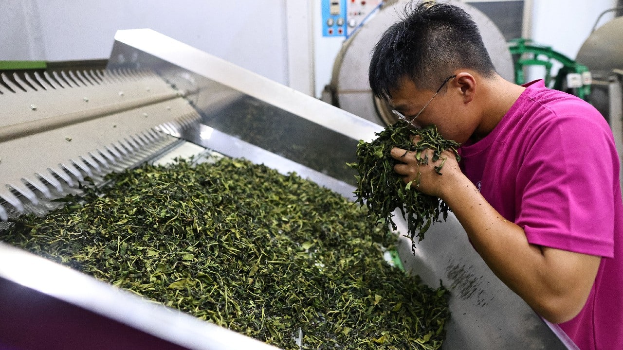 Taiwan's tea output does not come close to matching China or India's, but what it lacks in quantity it makes up for in quality, especially the high mountain premium Oolong variety that Meishan specialises in. (Image: Reuters) Taiwan's tea output does not come close to matching China or India's, but what it lacks in quantity it makes up for in quality, especially the high mountain premium Oolong variety that Meishan specialises in. (Image: Reuters)