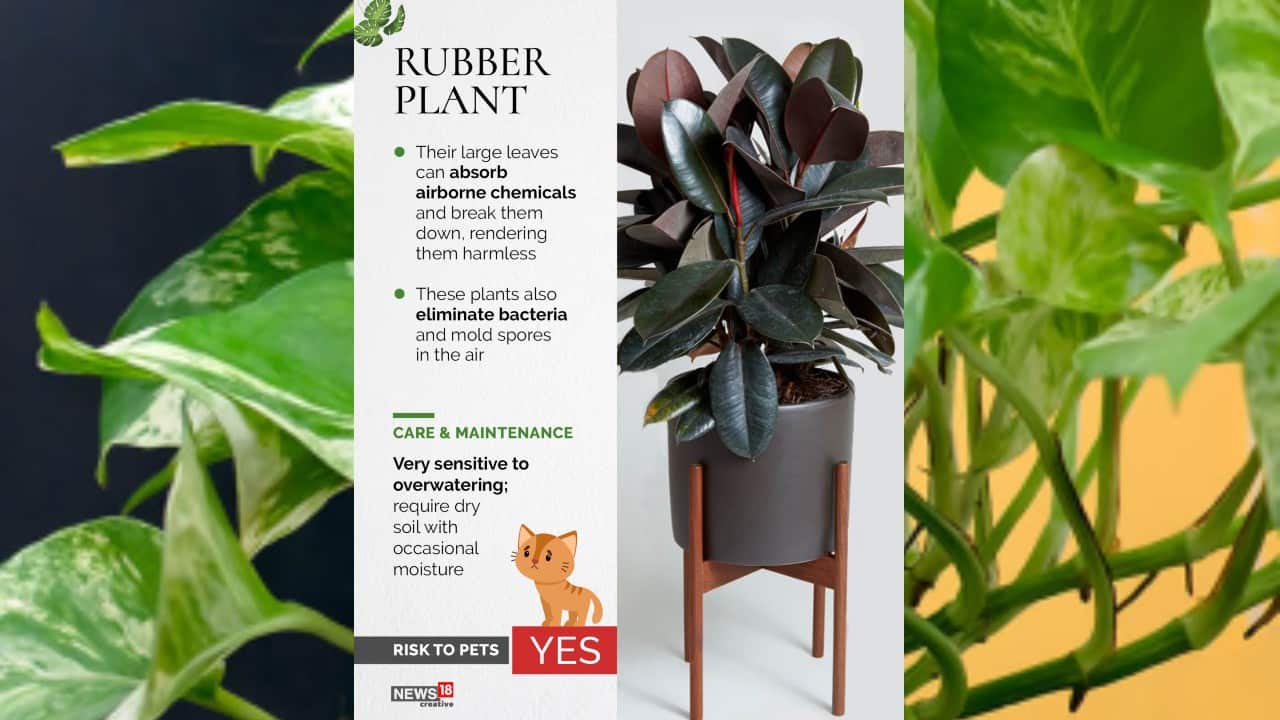 Rubber plant | Their large leaves can absorb airborne chemicals and break them down, rendering them harmless. (Image: News18 Creative)