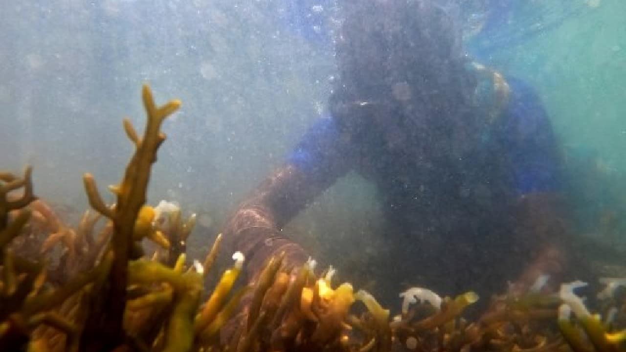 Draped in a colourful saree and shirt, Lakshmi Murgesan dives into the azure waters off India's southern coast to collect seaweed, which is being hailed by scientists as a miracle crop that absorbs more carbon dioxide than trees. (Image: AFP)