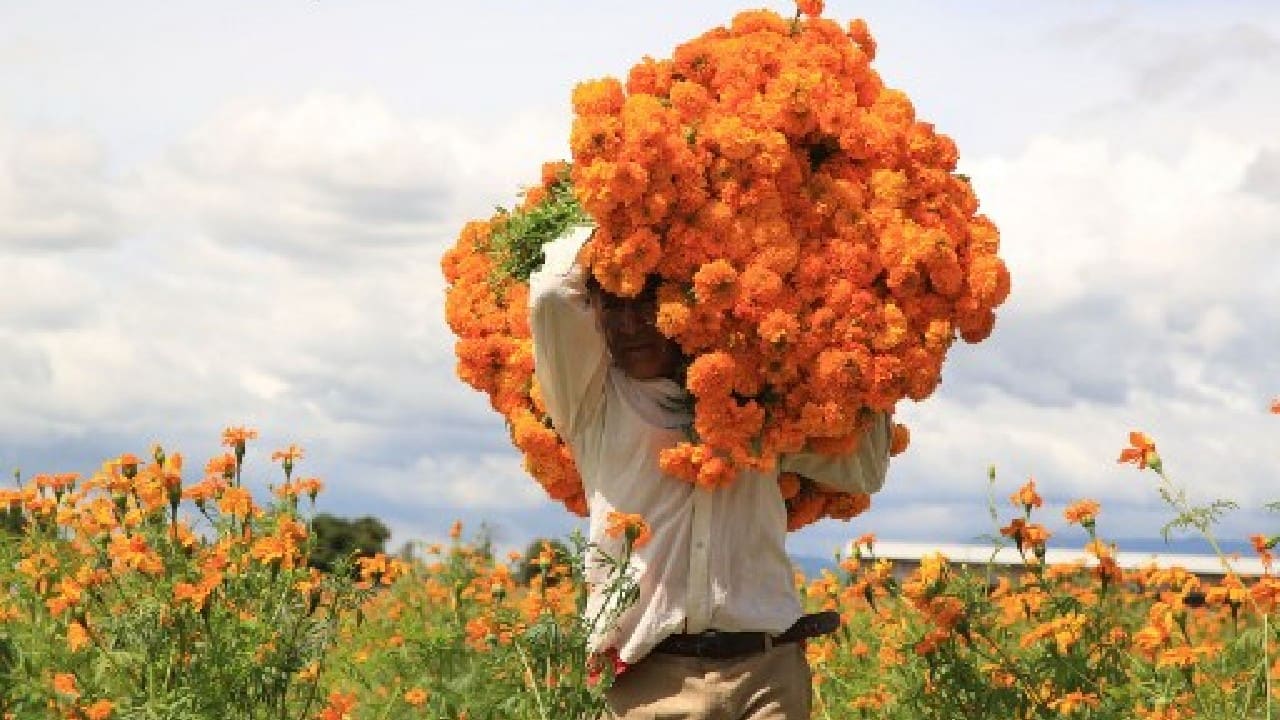 Mexican farmers cut cempasuchil flowers ahead of Day of the Dead