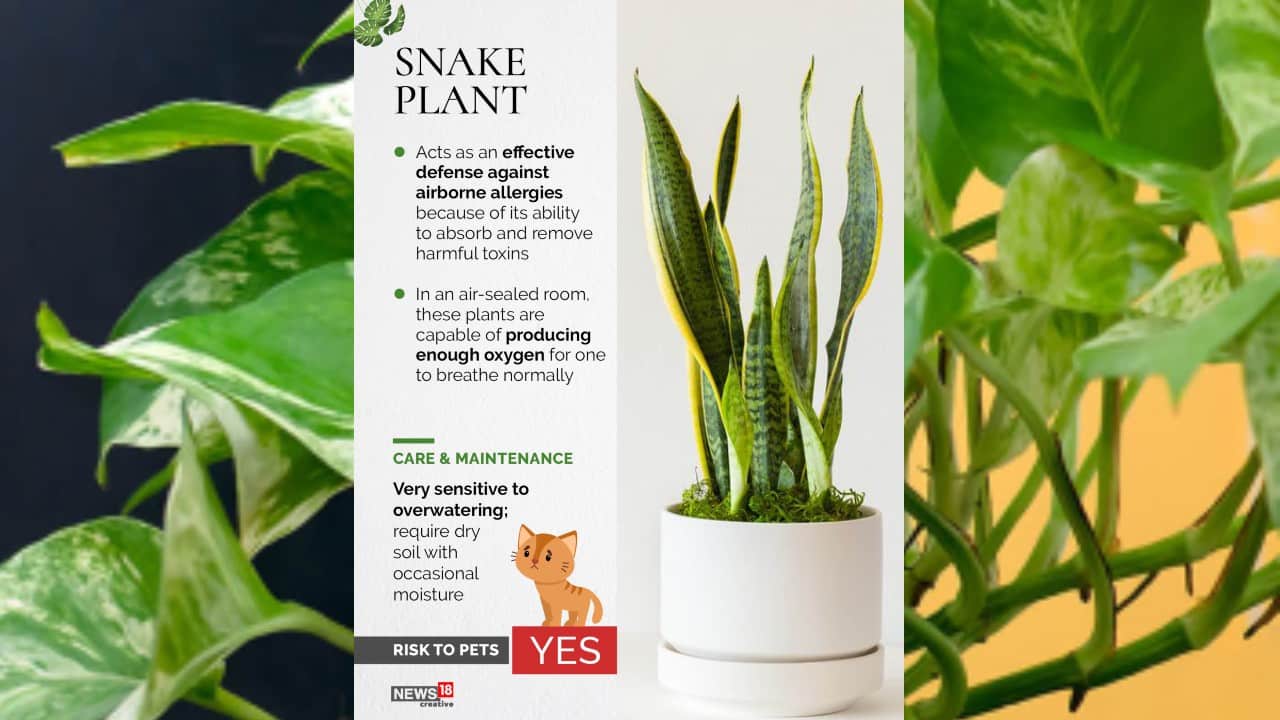 Snake plant | Acts as an effective defense against airborne allergies because of its ability to absorb and remove harmful toxins. (Image: News18 Creative)