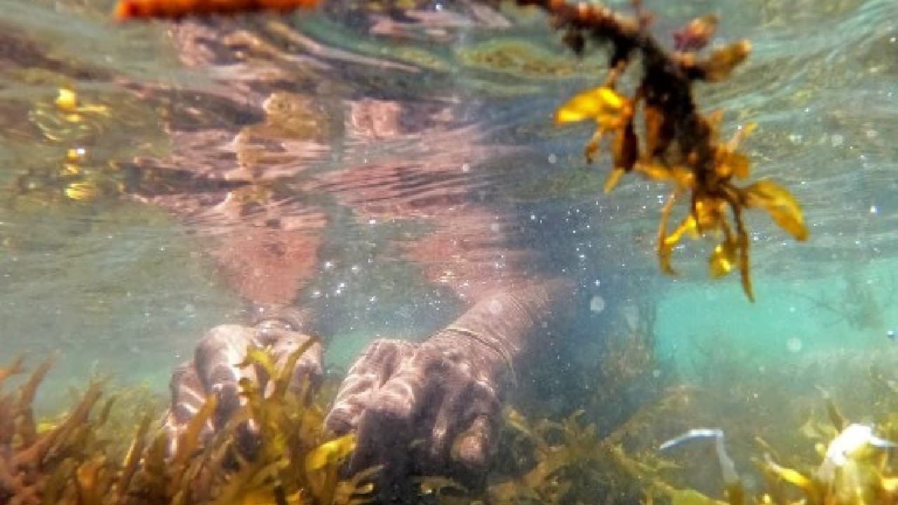 M. Ganesan, a government marine scientist, said seaweed provides a possible way forward as coastal habitats and wetlands absorb five times more carbon than terrestrial forests. &quot;It is a miracle crop in many ways, it is eco-friendly, it doesn't use land or fresh water. It absorbs carbon dioxide dissolved in water during photosynthesis and oxygenates the entire marine ecosystem,&quot; Ganesan told AFP. (Image: AFP)