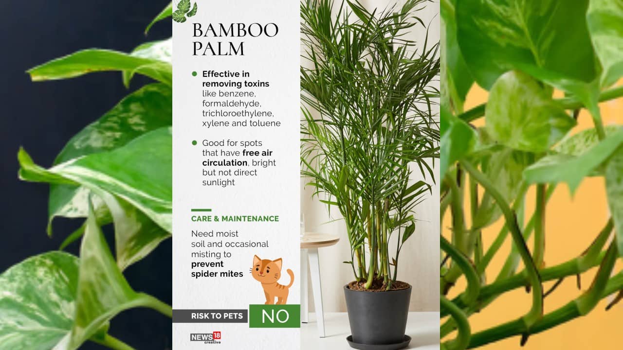 A look at some of the best plants to clean indoor air