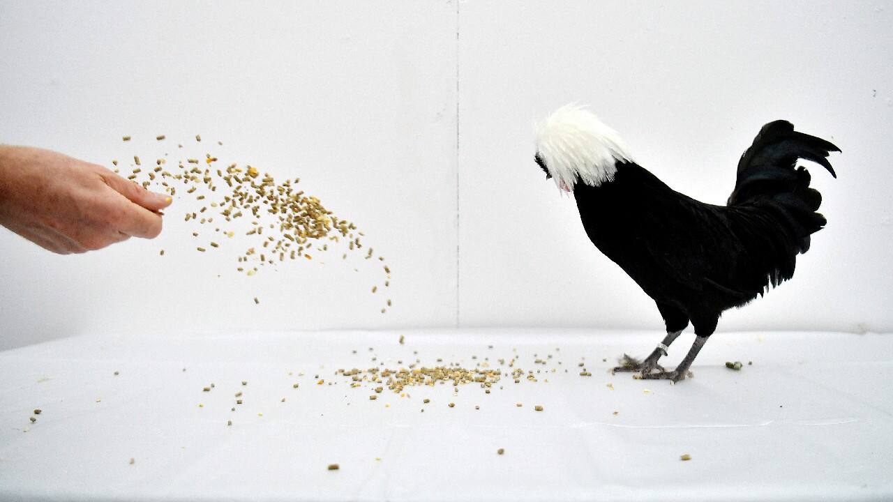 A handler attempts to help pose a white-crested black Polish bantam chicken for a portrait at the annual Balmoral Show held by the Royal Ulster Agricultural Society, which has returned after being cancelled last year due to coronavirus disease (COVID-19), in Lisburn, Northern Ireland, September 23. (Image: Reuters)