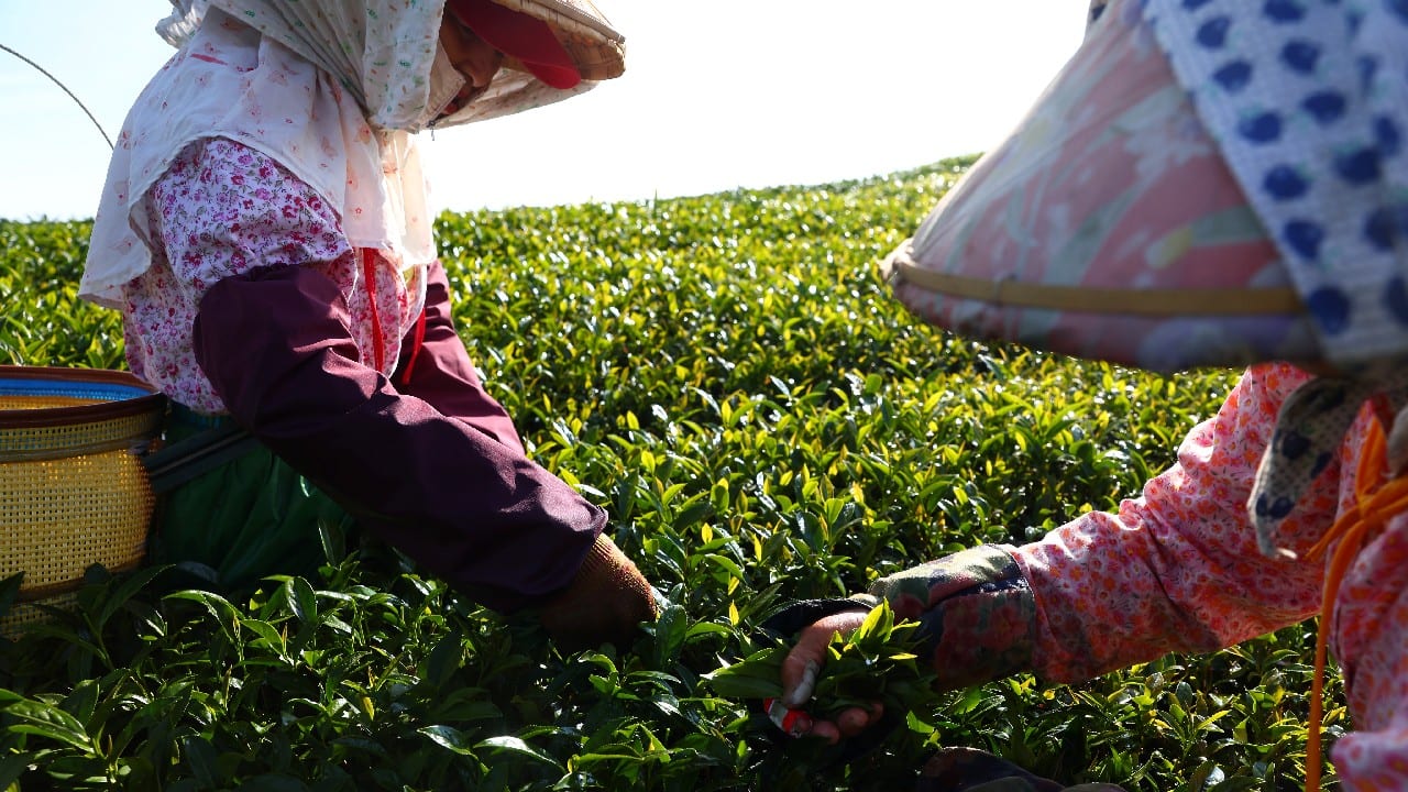 Tata Consumer Products’ margins to improve in quarters ahead as inflation in tea tapers off
