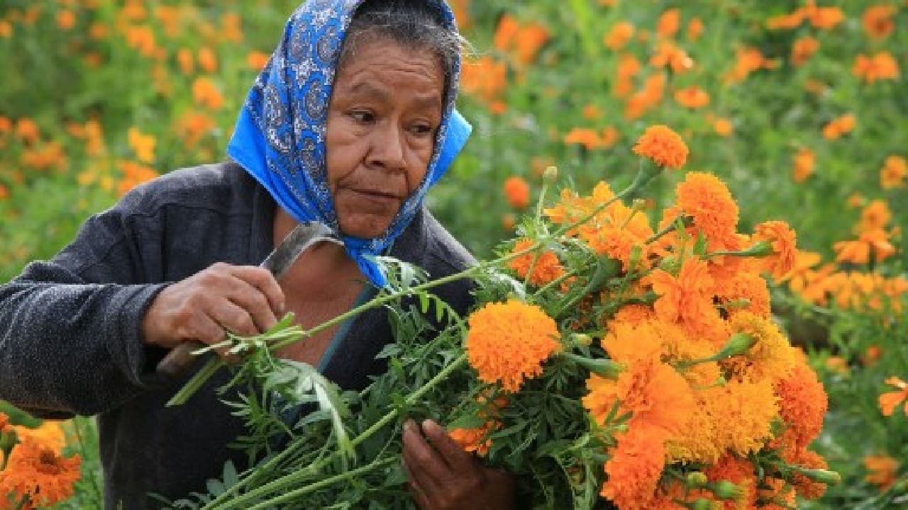 Mexican farmers cut cempasuchil flowers ahead of Day of the Dead