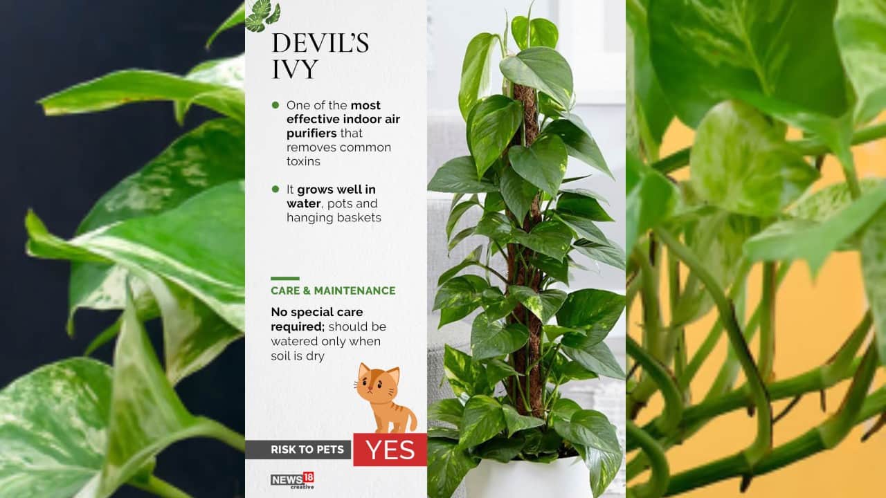 Devil’s Ivy | One of the most effective indoor air purifiers that removes common toxins. (Image: News18 Creative)