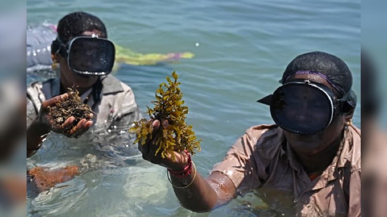 &quot;I would not have been able to educate my children but after doing this, I could send my children to college,&quot; she added, smiling as she emerged from the waters in Rameswaram, in the southern state of Tamil Nadu. (Image: AFP)