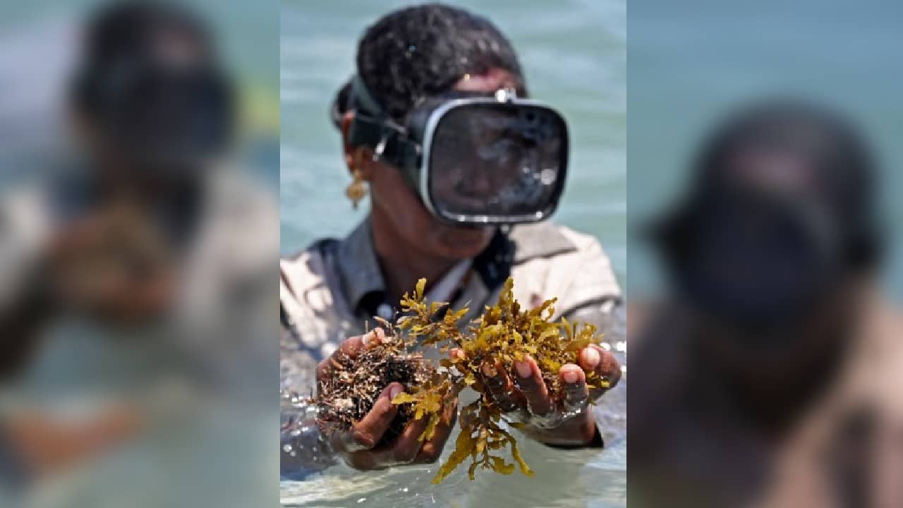 However scientists say there can be downsides to farming it. &quot;Overharvesting seaweed has its drawbacks because it forms the food for many reef dwelling creatures like sea urchins and reef fish,&quot; said marine biologist Naveen Namboothri, from Dakshin Foundation, adding that extraction could disturb the reef. (Image: AFP)