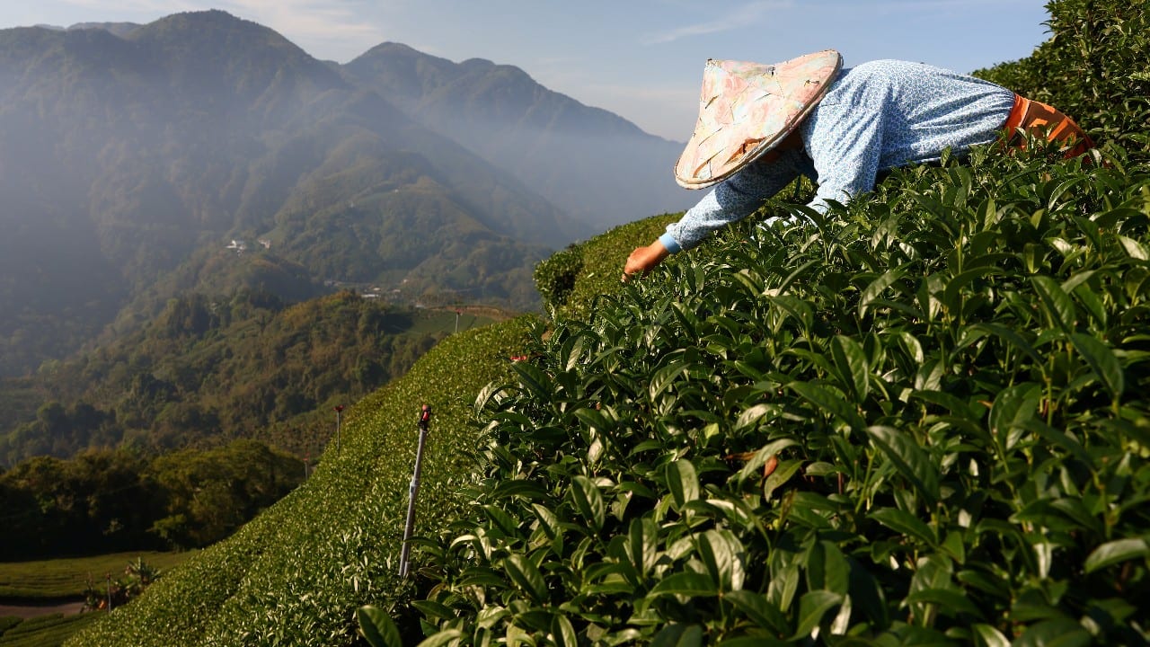 Tea has been grown in the mountains around Meishan since the island was part of China's Qing dynasty in the 19th century. The industry matured and expanded under Japanese imperial rule from 1895-1945. (Image: Reuters) Tea has been grown in the mountains around Meishan since the island was part of China's Qing dynasty in the 19th century. The industry matured and expanded under Japanese imperial rule from 1895-1945. (Image: Reuters)