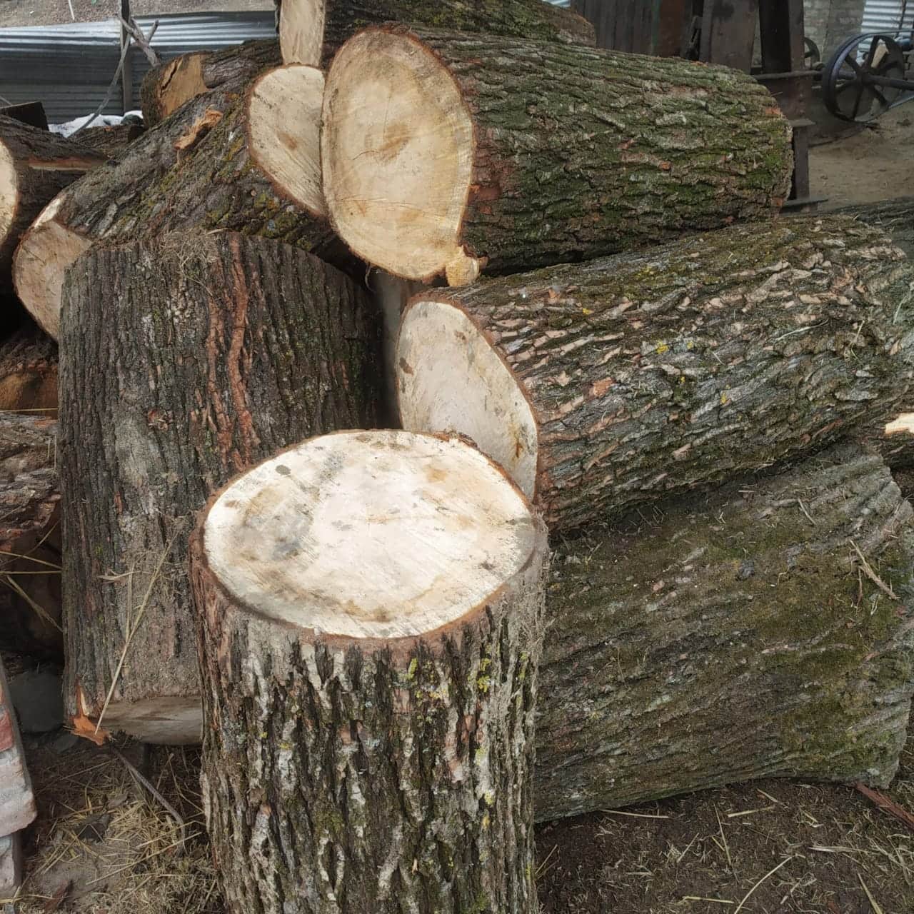 The wood for the cricket bats is usually sourced from Anantnag and Pulwama. (Photo by Irfan Amin Malik)