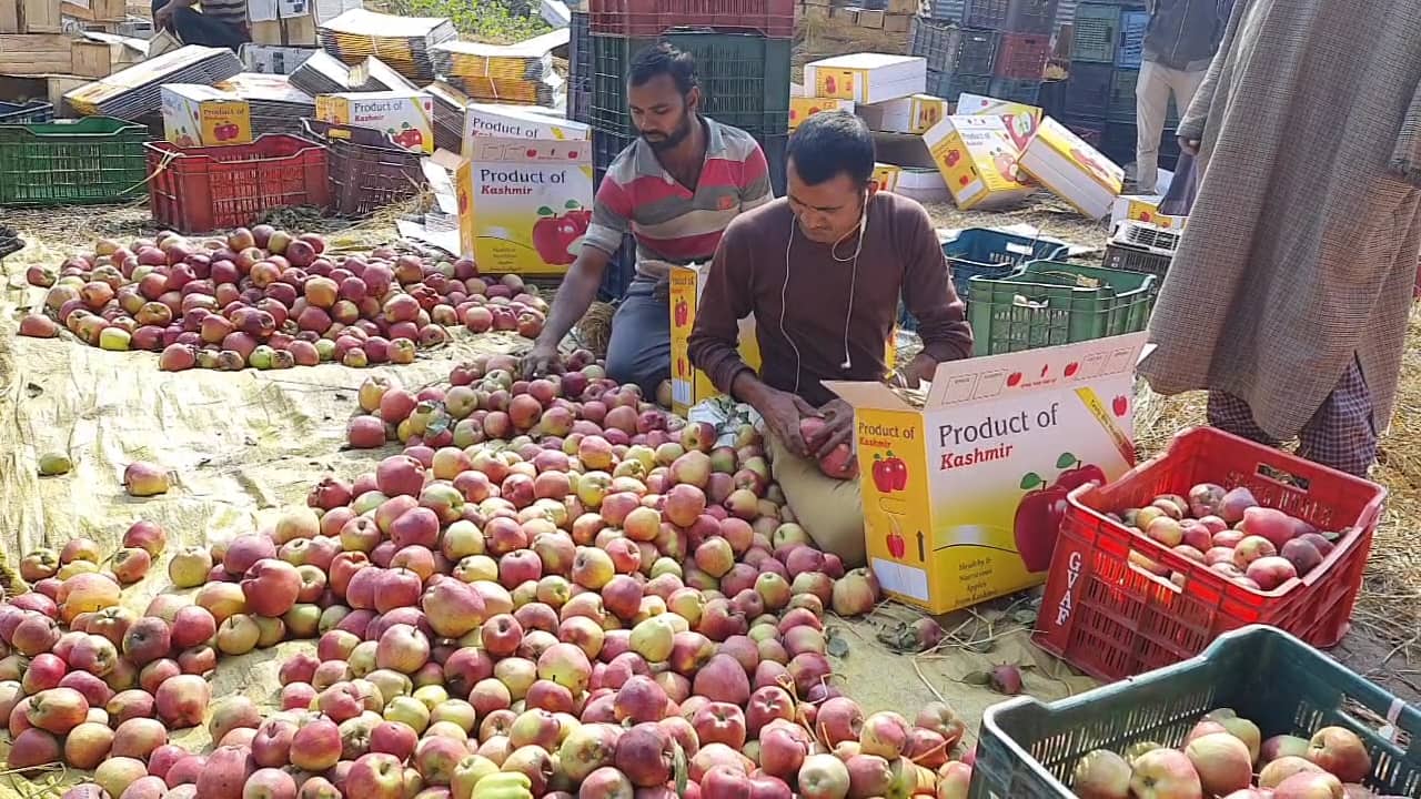 Kashmiri growers sense a threat from inexpensive Iranian apples, seek import curbs