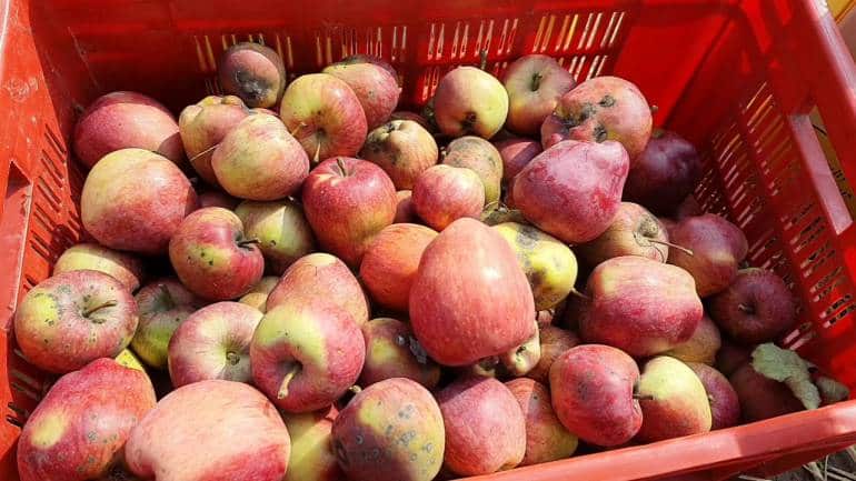 HPMC procures 32454 MT apples under MIS: Jagat Singh Negi - Vimarsana News