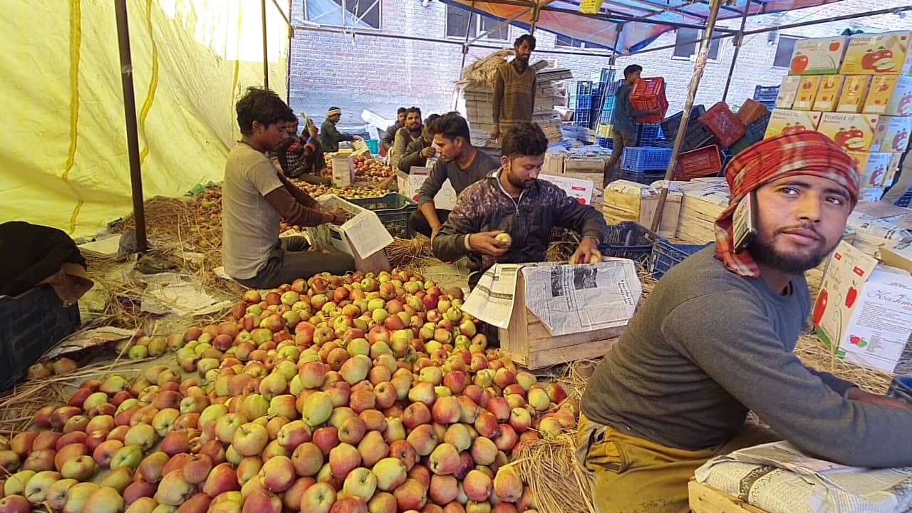 Bruised Kashmiri apple industry has climate change, civilian killings to blame