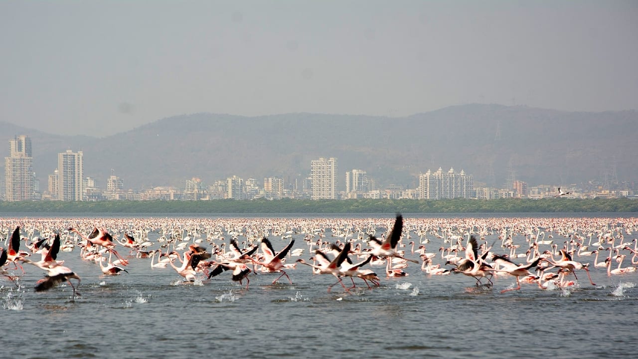 Moneycontrol Area Watch | Thane has it all: skyscrapers, green spaces, lakes, and good housing options
