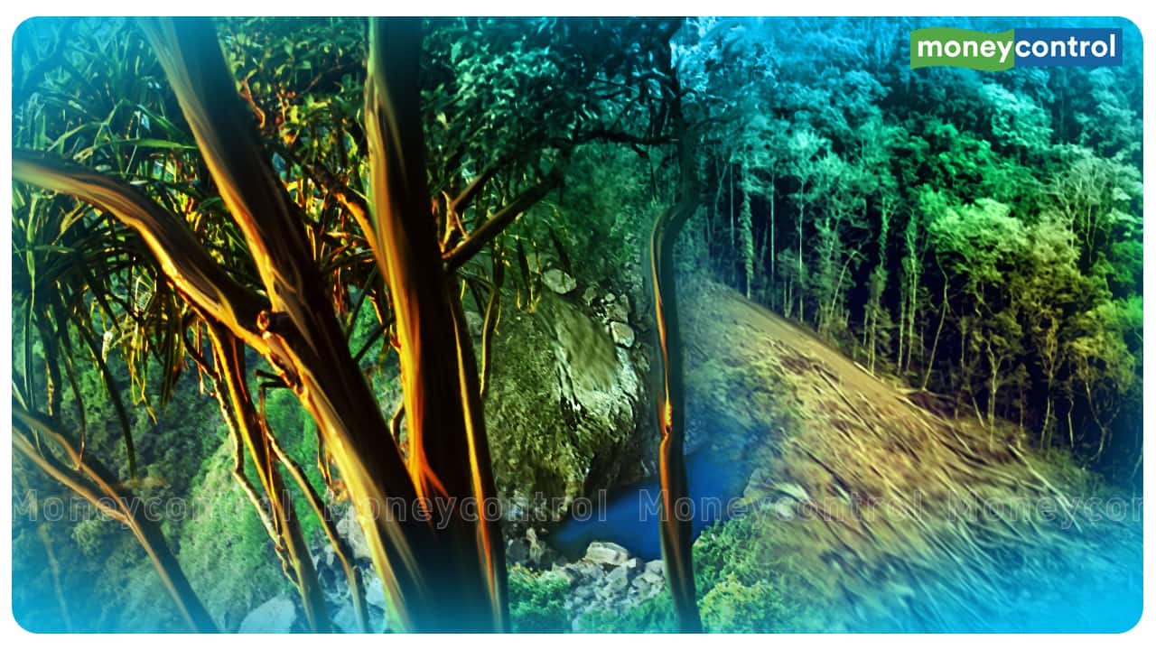 320+ Afforestation Stock Illustrations, Royalty-Free Vector Graphics & Clip  Art - iStock | Afforestation india